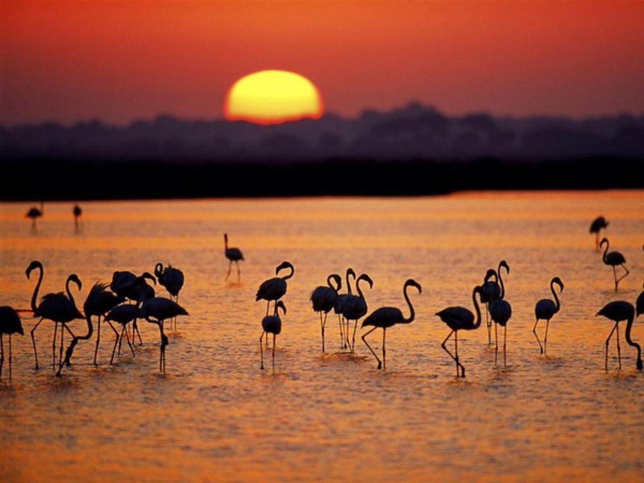 Alojamiento Rural Flamingo El Rocio Bagian luar foto